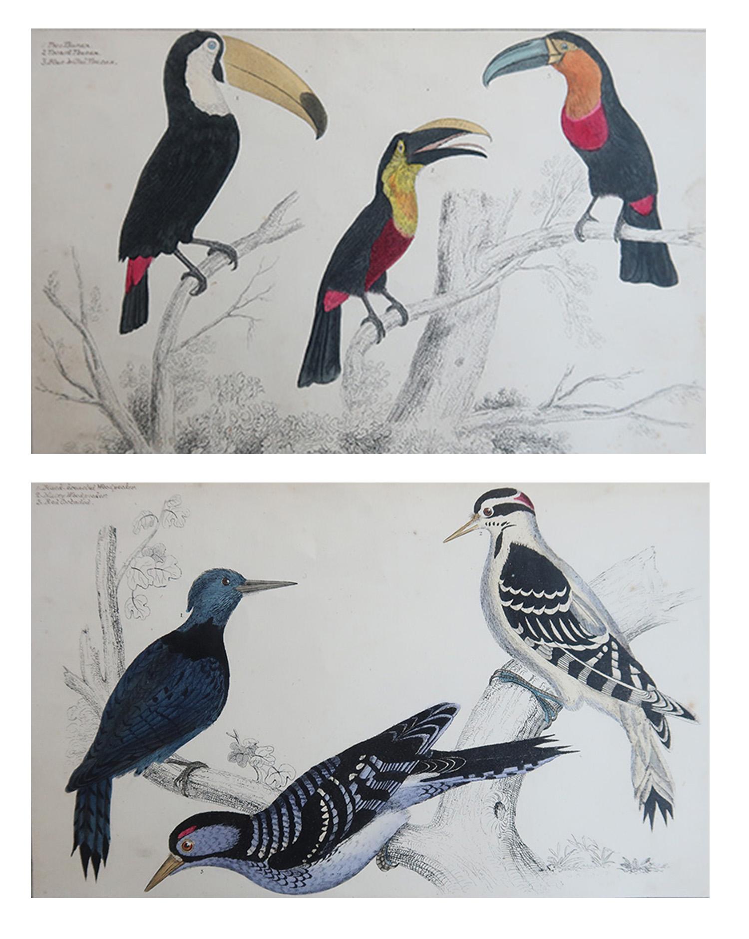 Tolle Bilder von Tukanen und Spechten

Ungerahmt. 

Lithographien nach Cpt. Brown mit Original-Handkolorit.

Veröffentlicht, 1847.

Die Messung ist für 1 Druck

Kostenloser Versand







