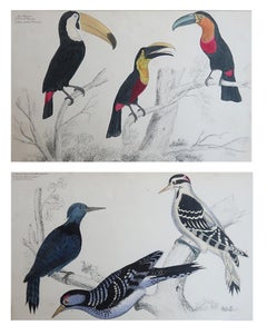 Original Antique Bird Prints, Toucans and Woodpeckers. 1847