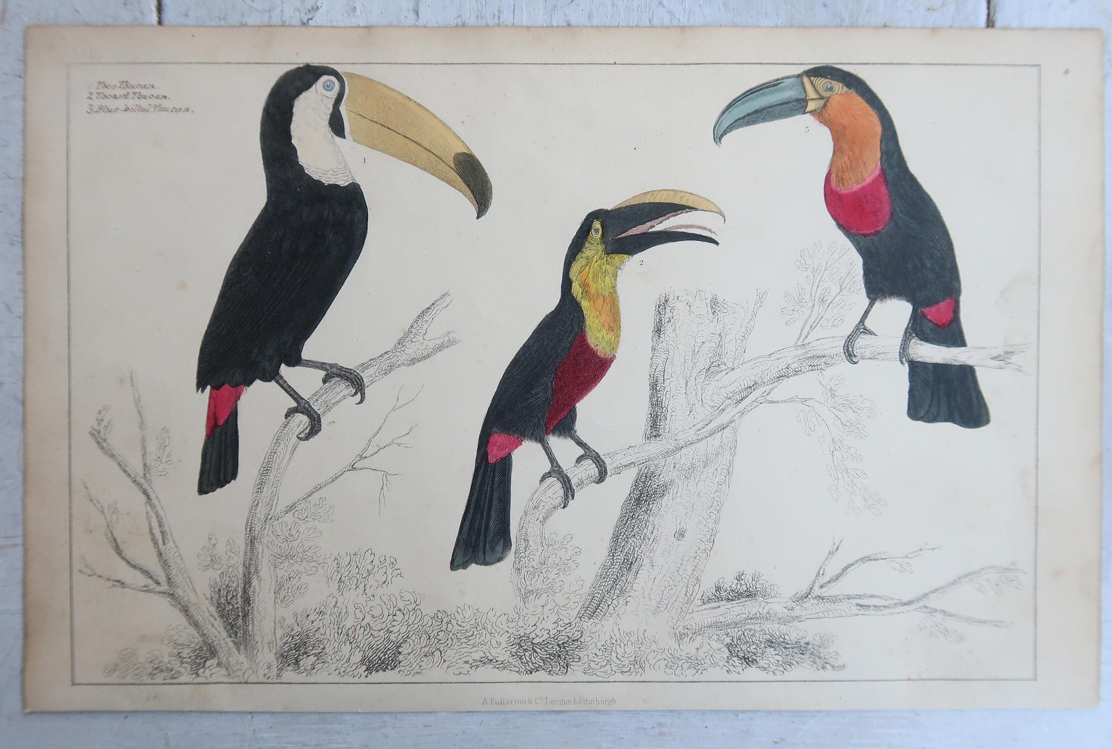Original Antike Vogeldrucke, Toucane und Holzpeckers. 1847 (Volkskunst) im Angebot