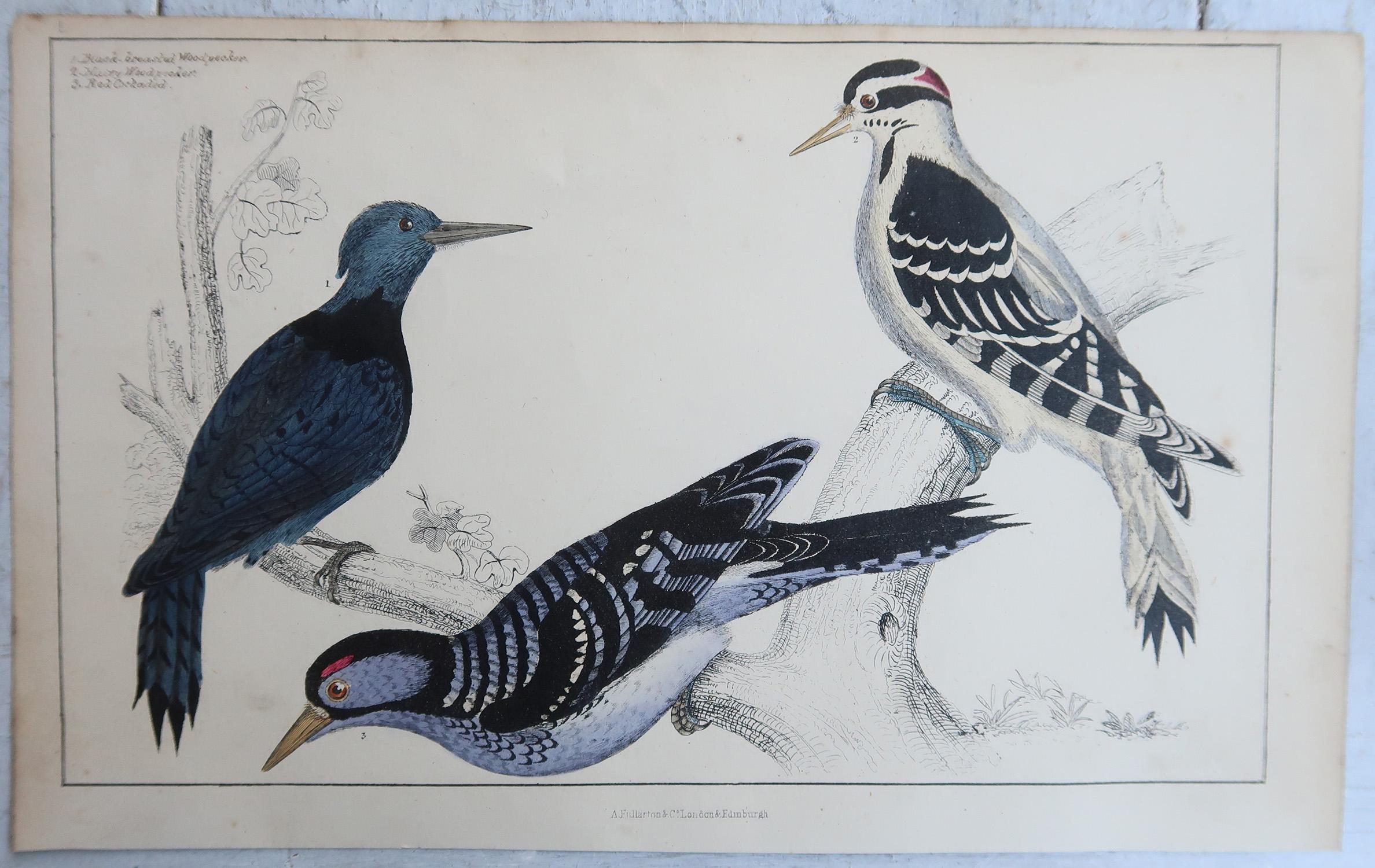 Original Antike Vogeldrucke, Toucane und Holzpeckers. 1847 (Englisch) im Angebot