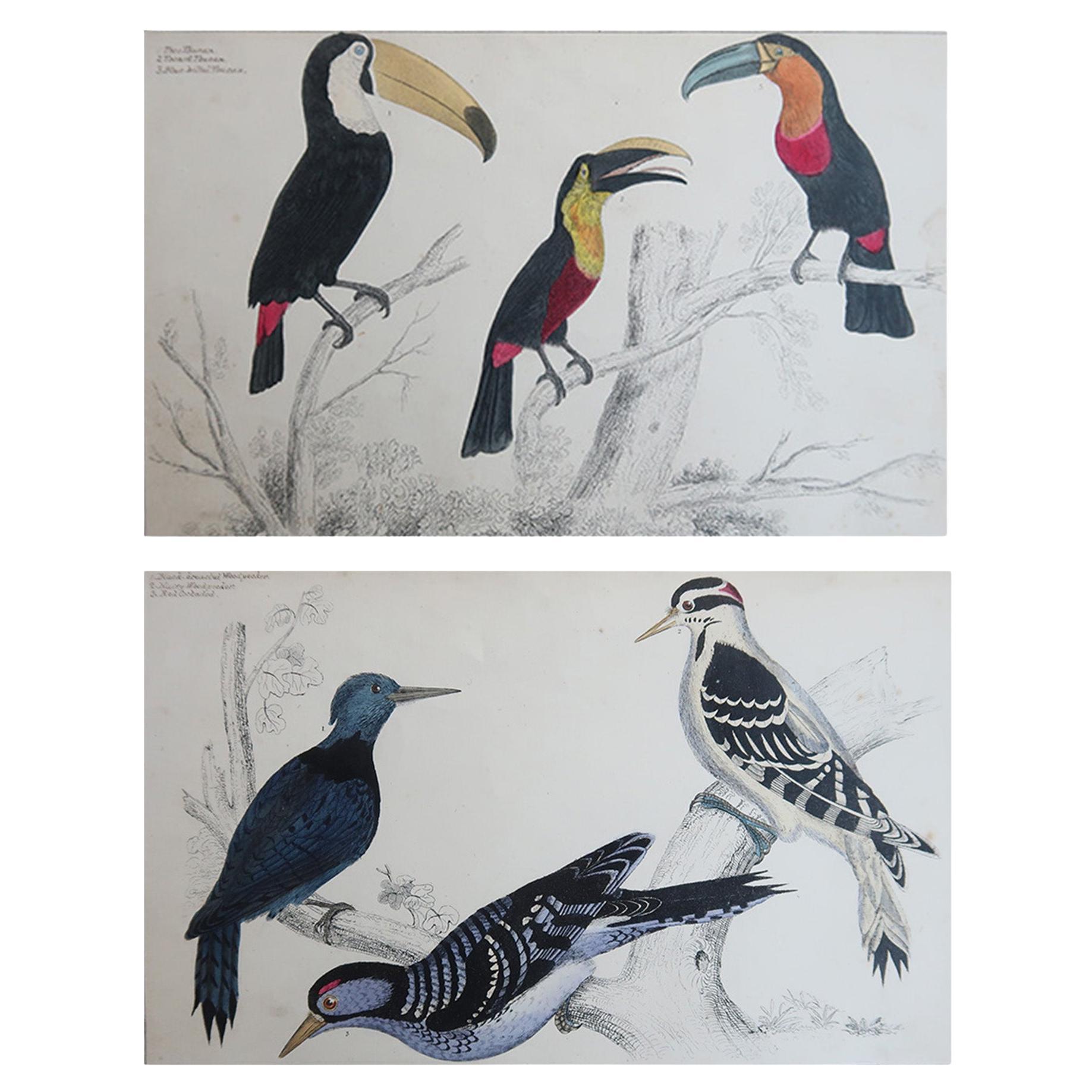 Original Antique Bird Prints, Toucans and Woodpeckers. 1847