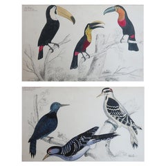 Original Antique Bird Prints, Toucans and Woodpeckers. 1847