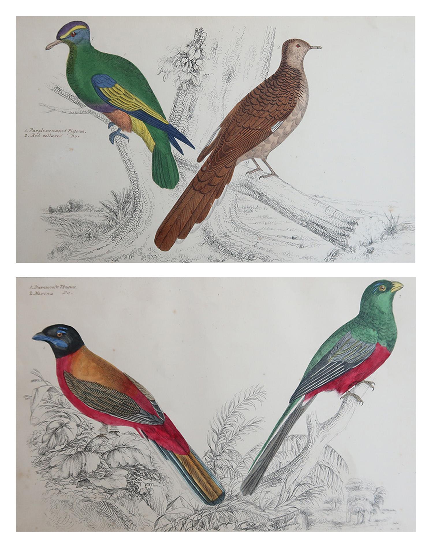 Grandes imágenes de trogones y palomas de cabeza púrpura

Sin enmarcar. 

Litografías según el Cpt. Brown con color original a mano.

Publicado, 1847.

La medida es para 1 impresión

Envío gratuito







