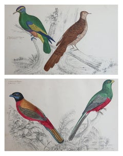 Original Antique Bird Prints, Trogons and Purple Headed Pigeons. 1847