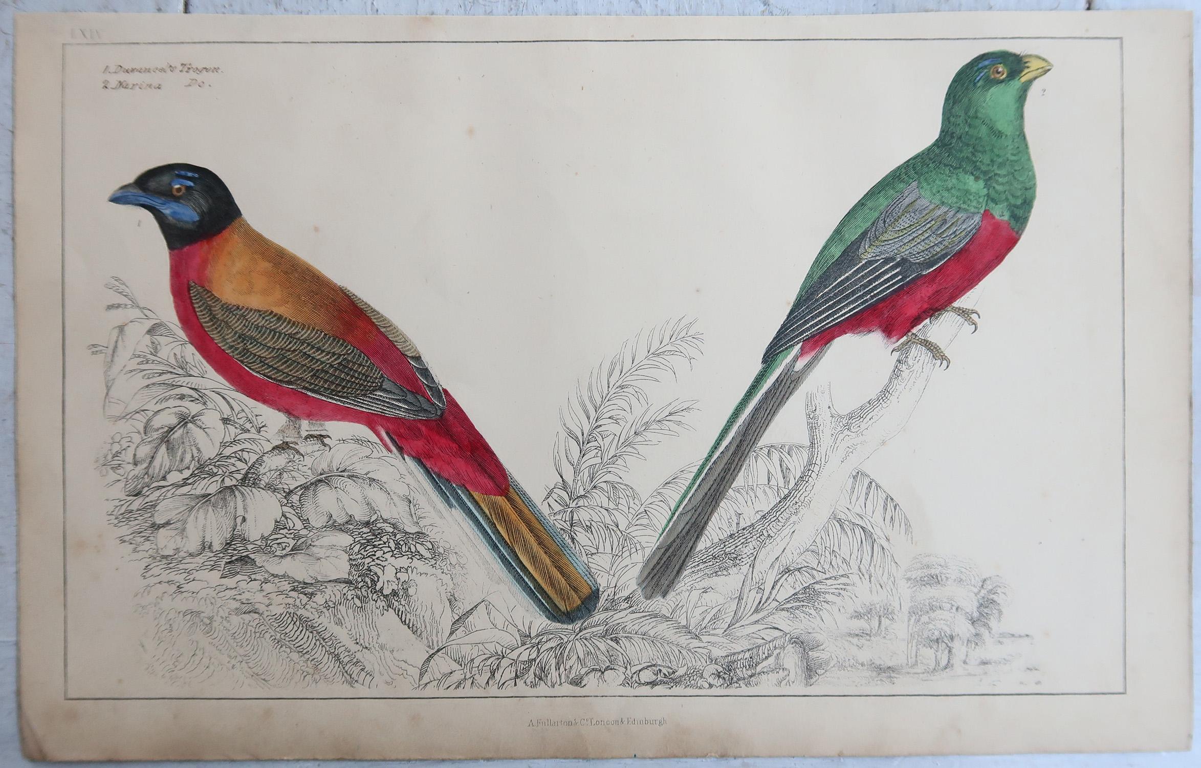 Grabados Antiguos Originales de Aves, Trogones y Palomas de Cabeza Morada. 1847 Arte popular en venta