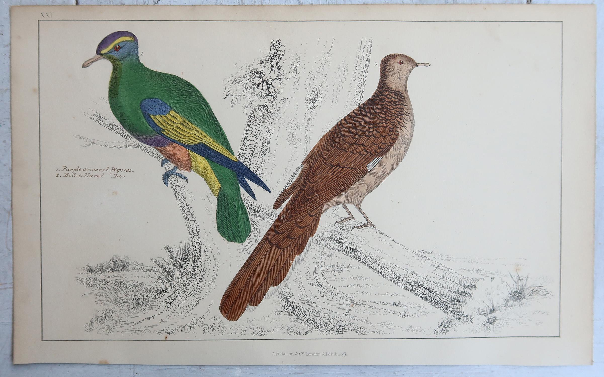 Grabados Antiguos Originales de Aves, Trogones y Palomas de Cabeza Morada. 1847 Inglés en venta