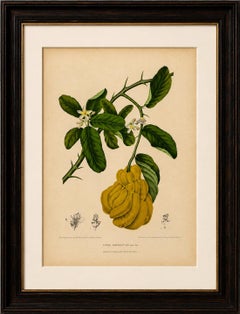 Original Antique Botanical Chromolithograph of Buddha's Hand Citron, c. 1880