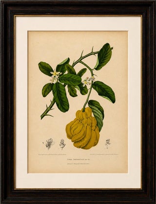 Original Antique Botanical Chromolithograph of Buddha's Hand Citron, c. 1880, view 2