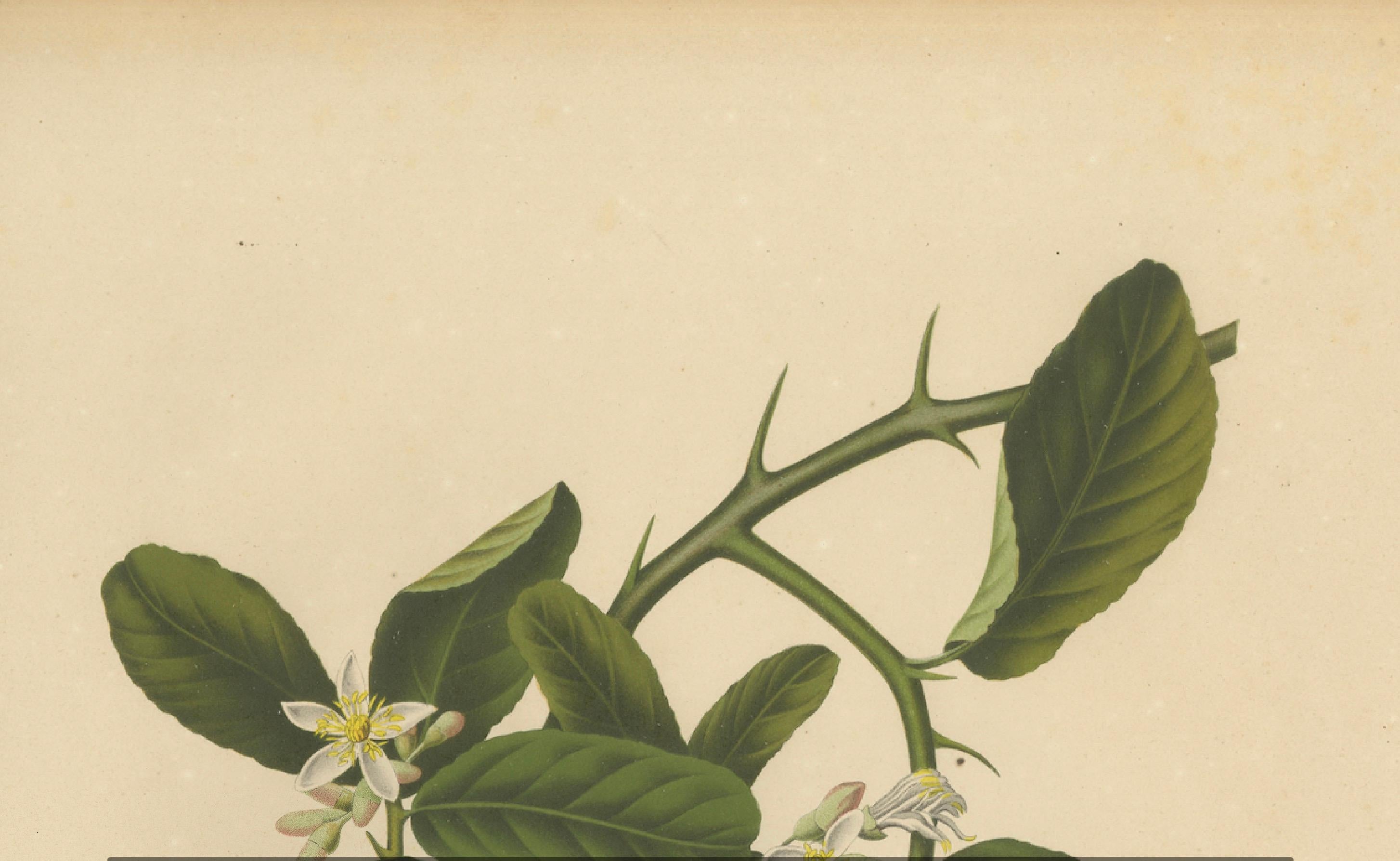 Original Antique Botanical Chromolithograph of Buddha's Hand Citron, c. 1880