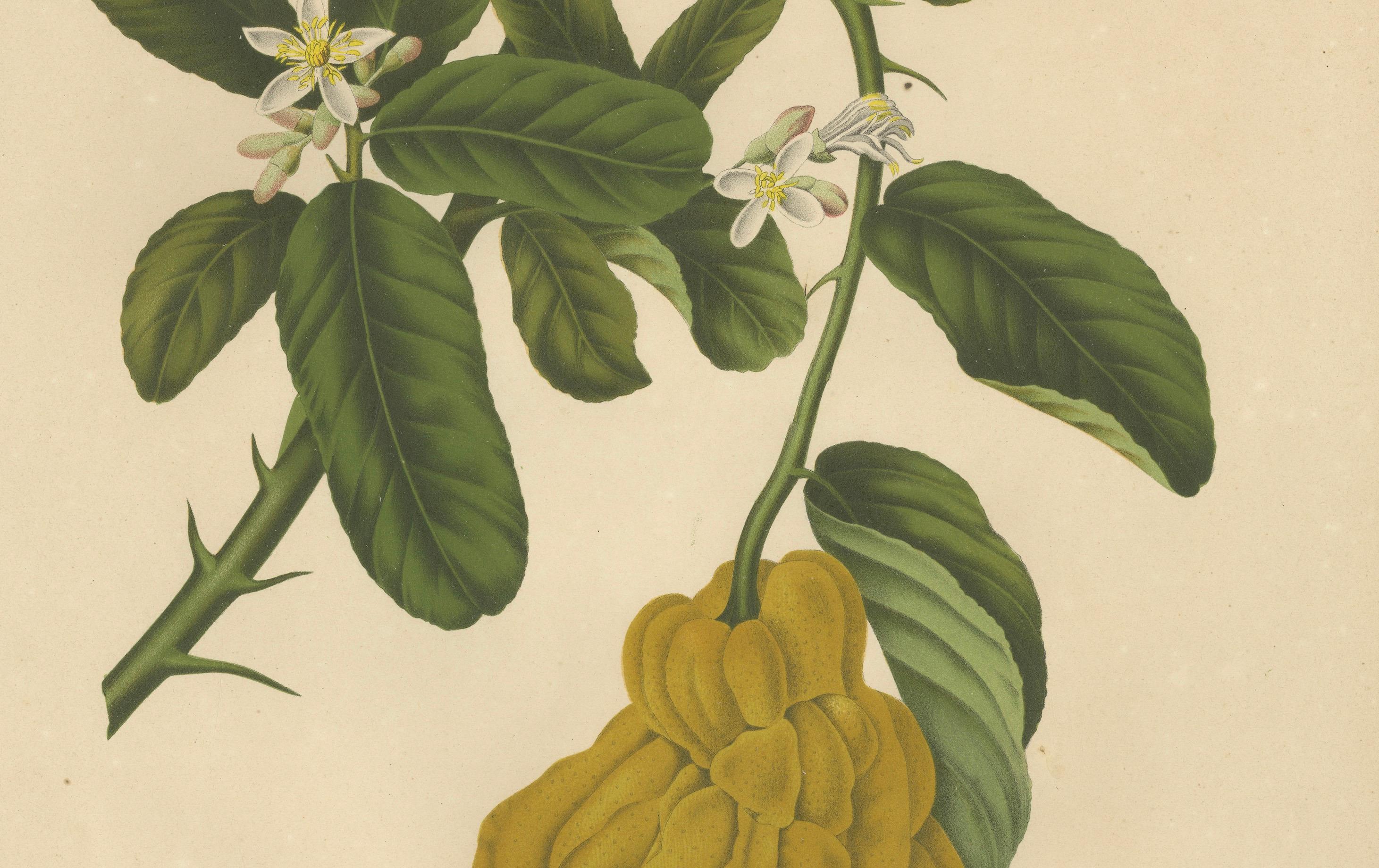 Original Antique Botanical Chromolithograph of Buddha's Hand Citron, c. 1880