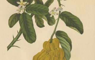 Original Antique Botanical Chromolithograph of Buddha's Hand Citron, c. 1880, view 4