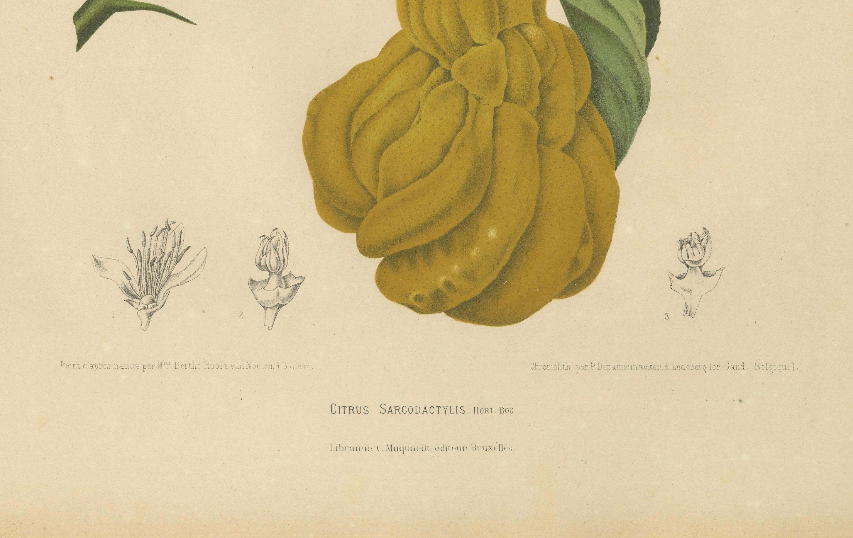 Original Antique Botanical Chromolithograph of Buddha's Hand Citron, c. 1880
