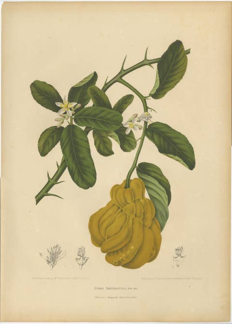 Original Antique Botanical Chromolithograph of Buddha's Hand Citron, c. 1880