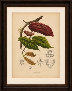 Original Antique Botanical Chromolithograph of Cacao Tree (Theobroma cacao) 1880