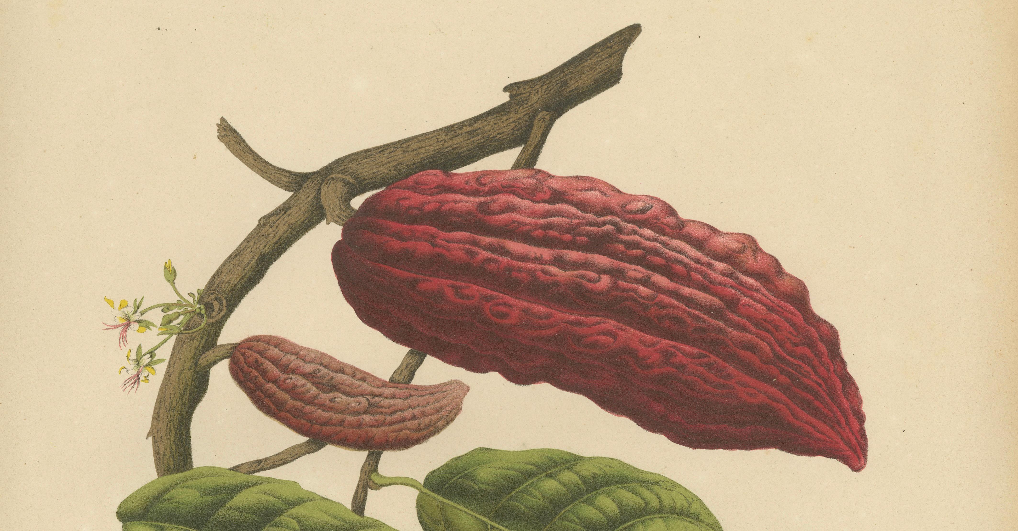Original Antique Botanical Chromolithograph of Cacao Tree (Theobroma cacao) 1880