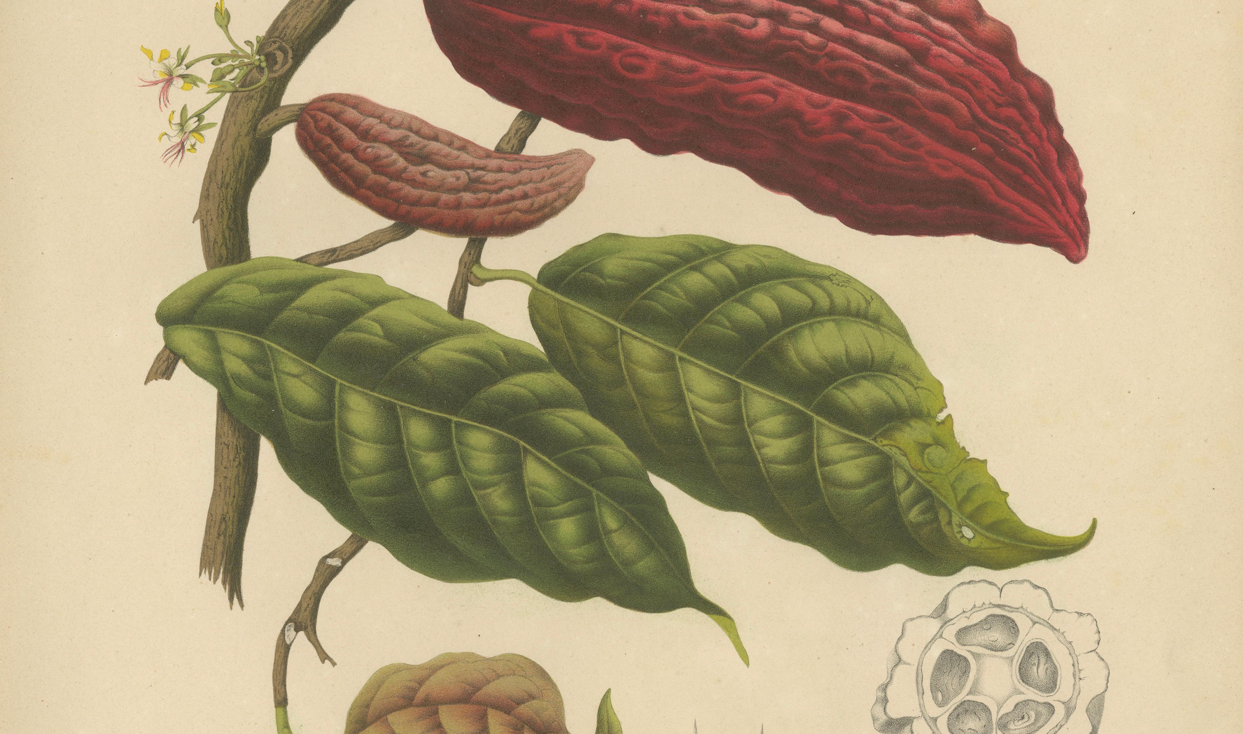 Original Antique Botanical Chromolithograph of Cacao Tree (Theobroma cacao) 1880