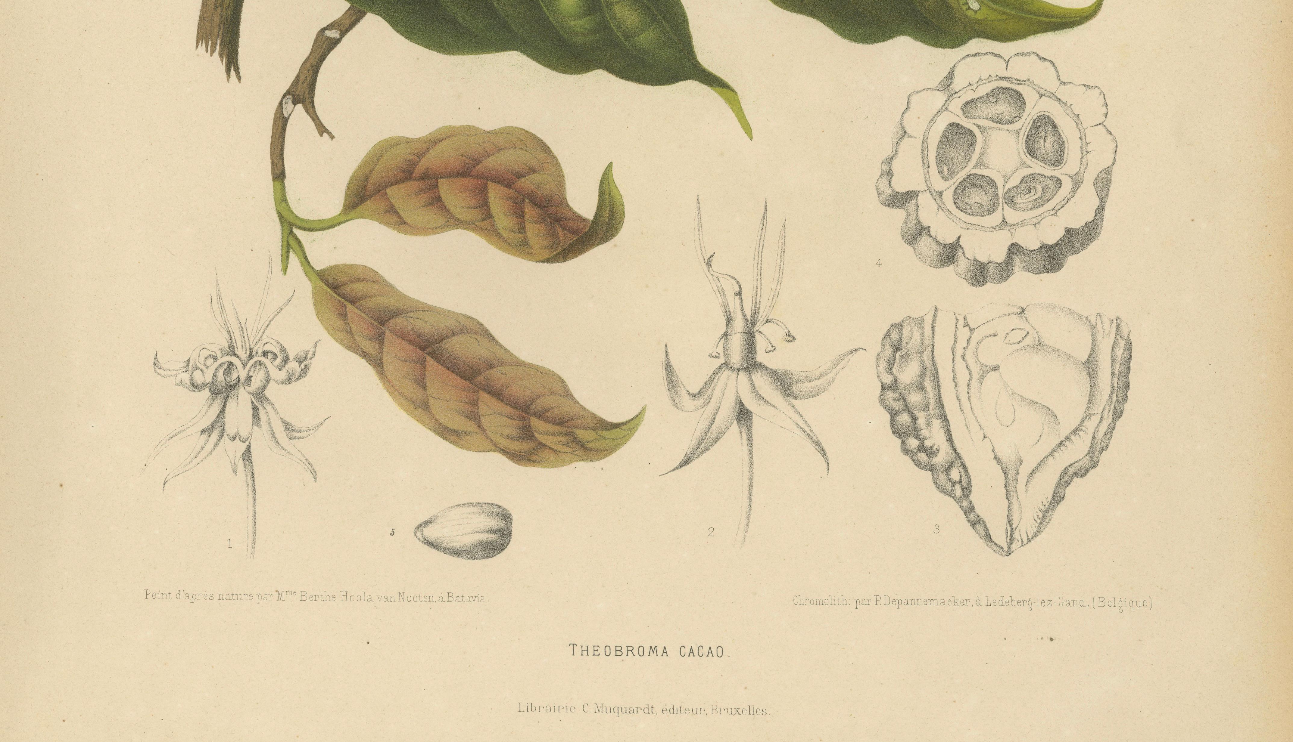 Original Antique Botanical Chromolithograph of Cacao Tree (Theobroma cacao) 1880
