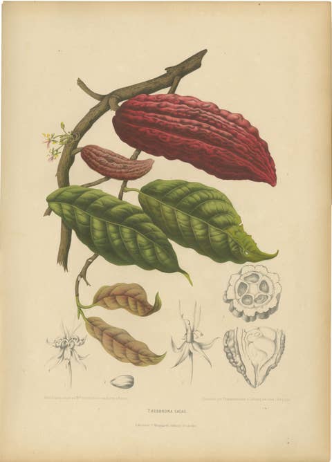 Original Antique Botanical Chromolithograph of Cacao Tree (Theobroma cacao) 1880