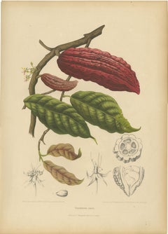 Original Antique Botanical Chromolithograph of Cacao Tree (Theobroma cacao) 1880