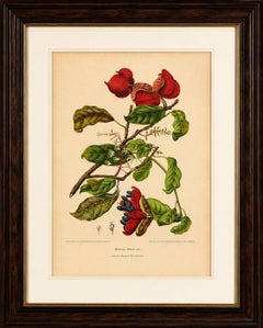 Original Antique Botanical Chromolithograph of Chinese Sterculia, c. 1880