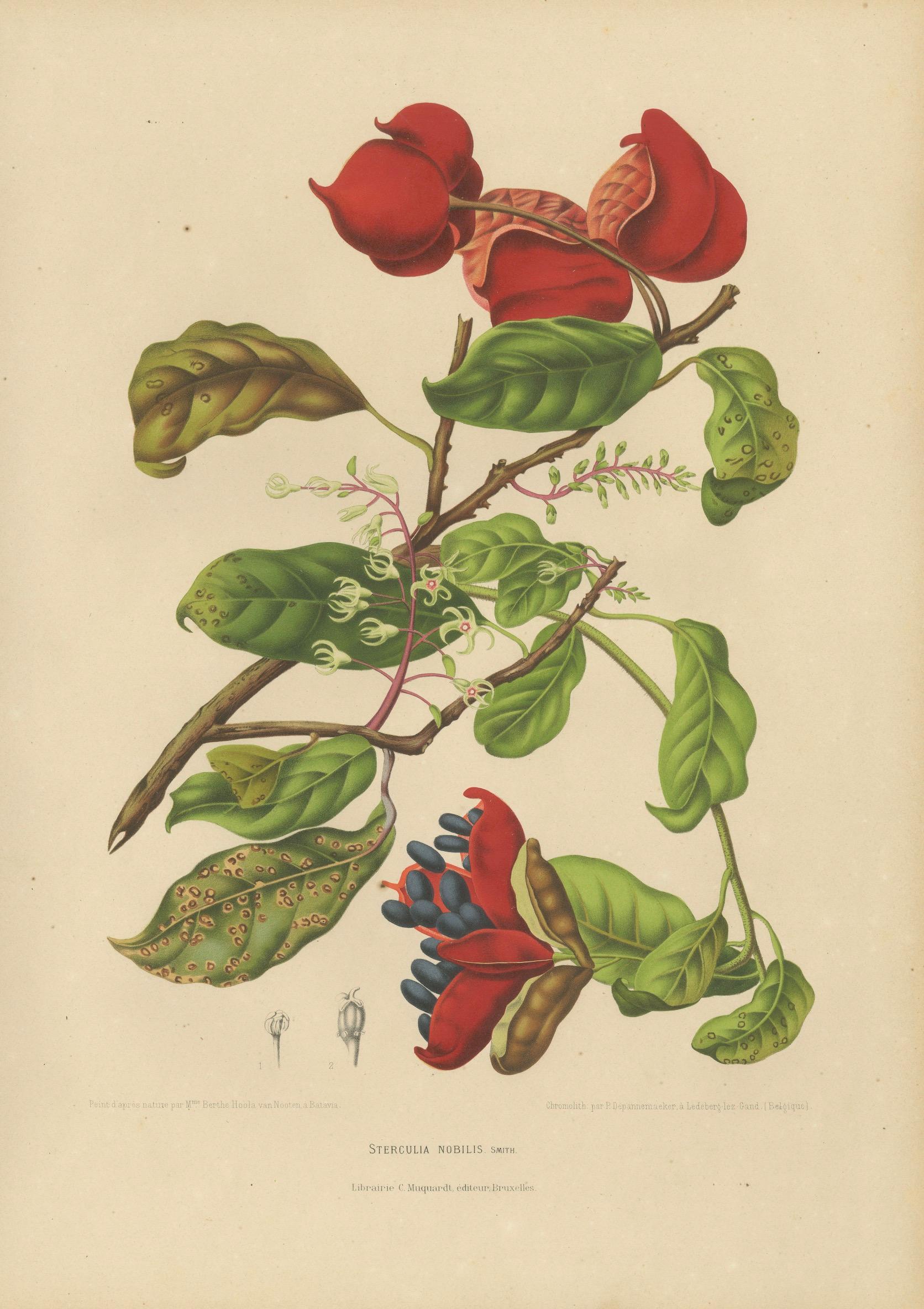 Original Antique Botanical Chromolithograph of Chinese Sterculia, c. 1880