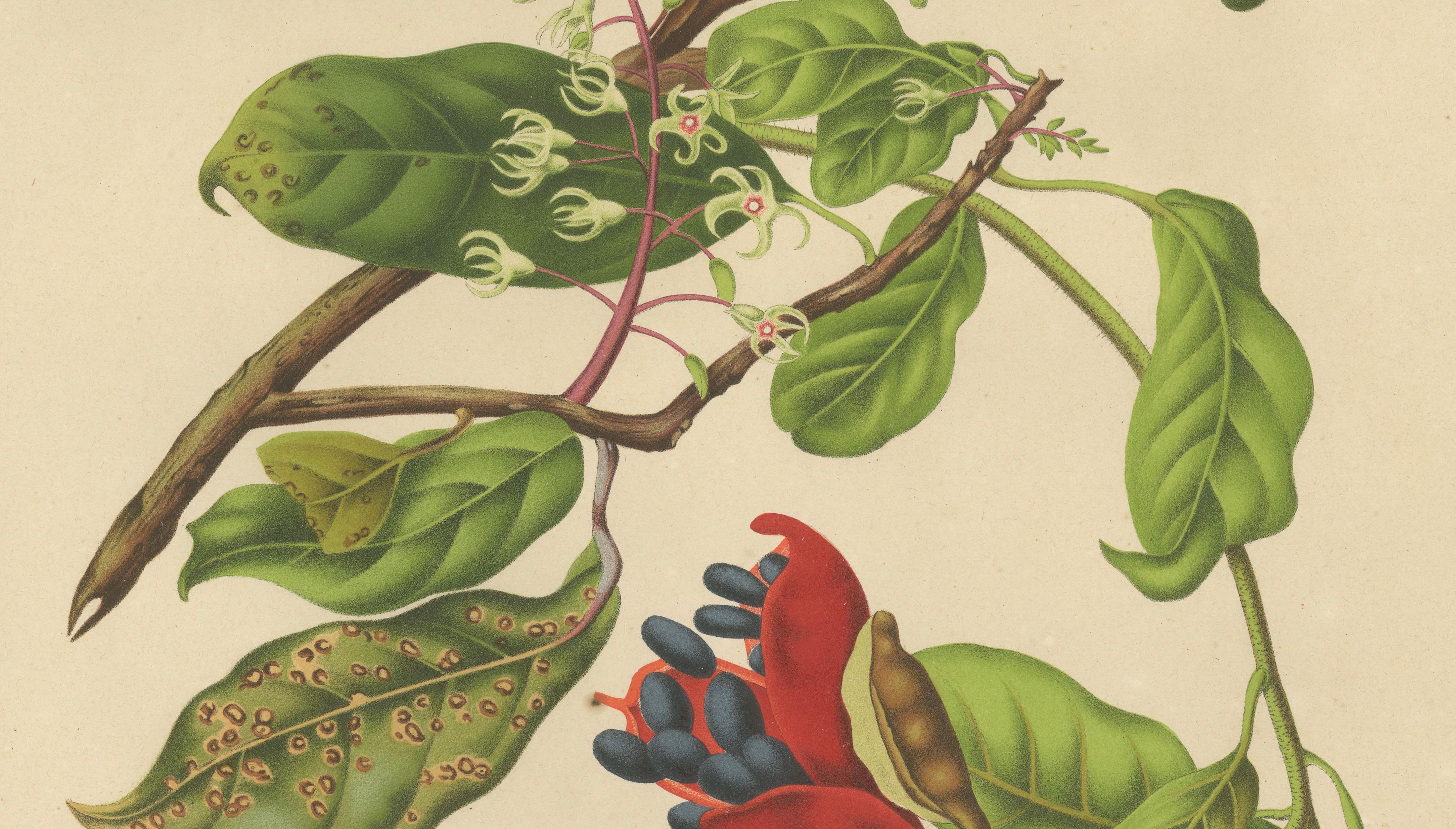 Original Antique Botanical Chromolithograph of Chinese Sterculia, c. 1880