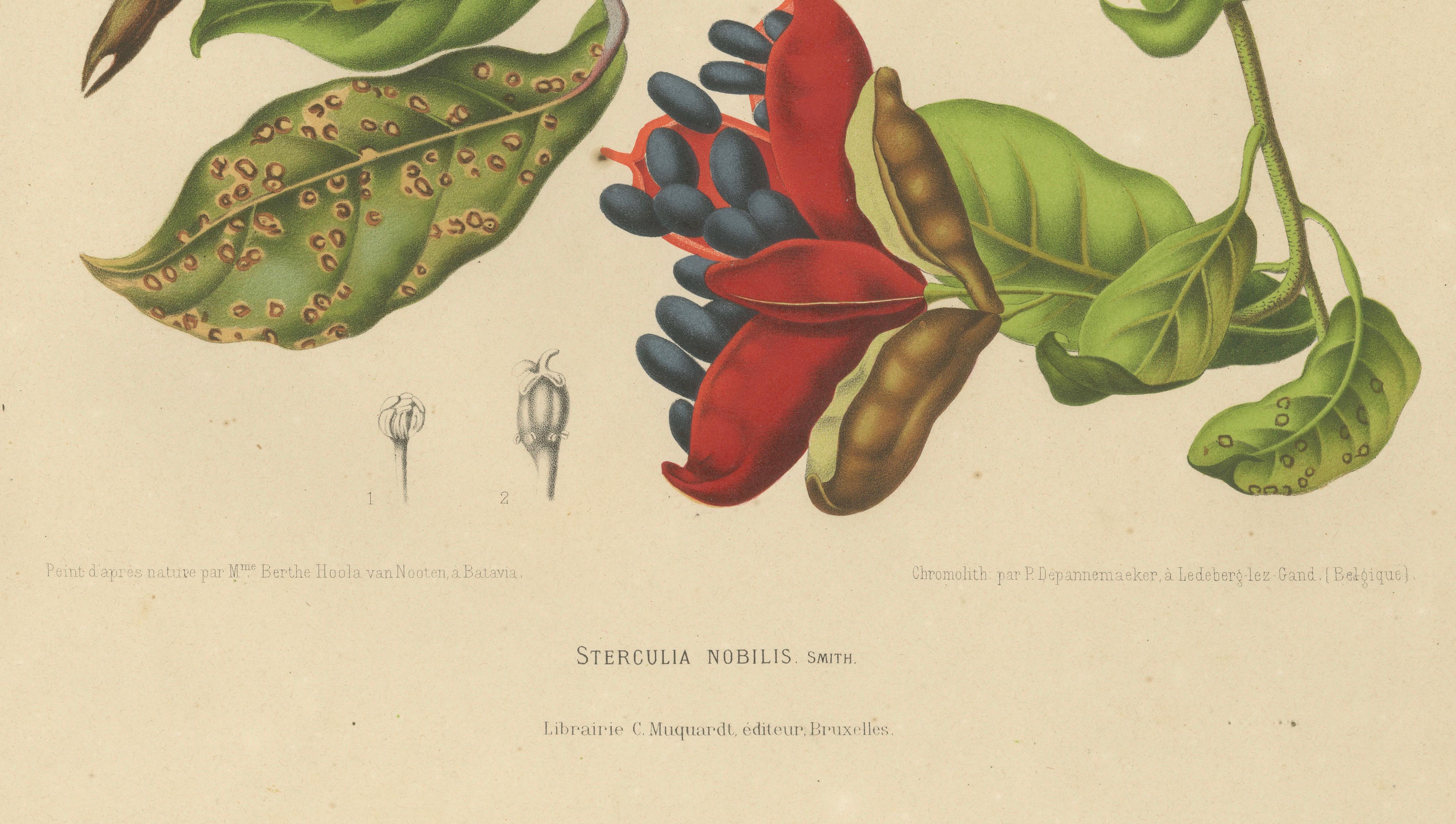 Original Antique Botanical Chromolithograph of Chinese Sterculia, c. 1880