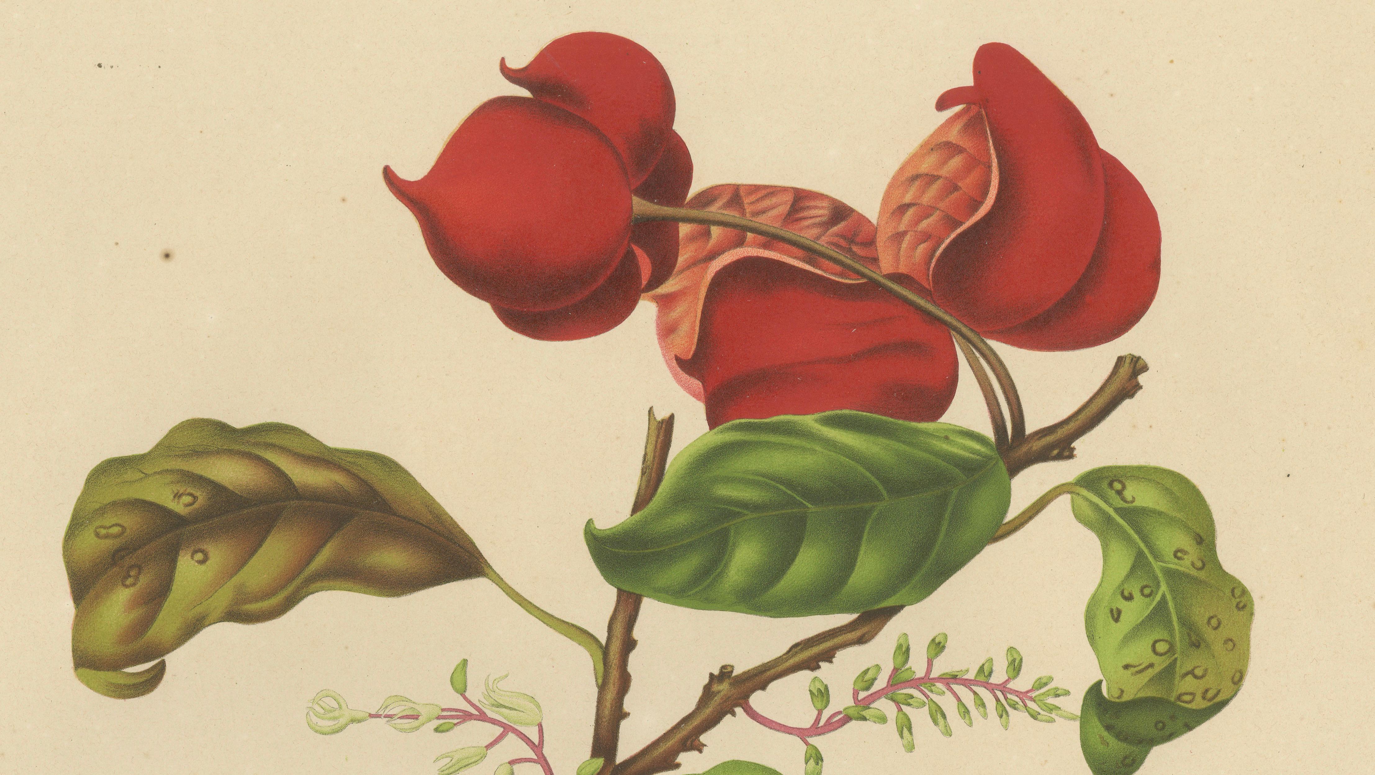 Original Antique Botanical Chromolithograph of Chinese Sterculia, c. 1880