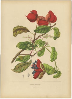 Chromolithographie botanique ancienne originale représentant un Sterculia chinois, vers 1880