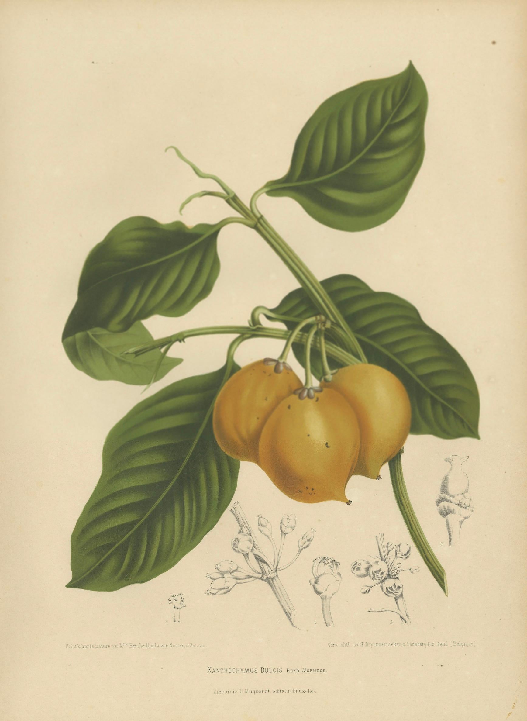 Original Antique Botanical Chromolithograph of False Mangosteen, c.1880