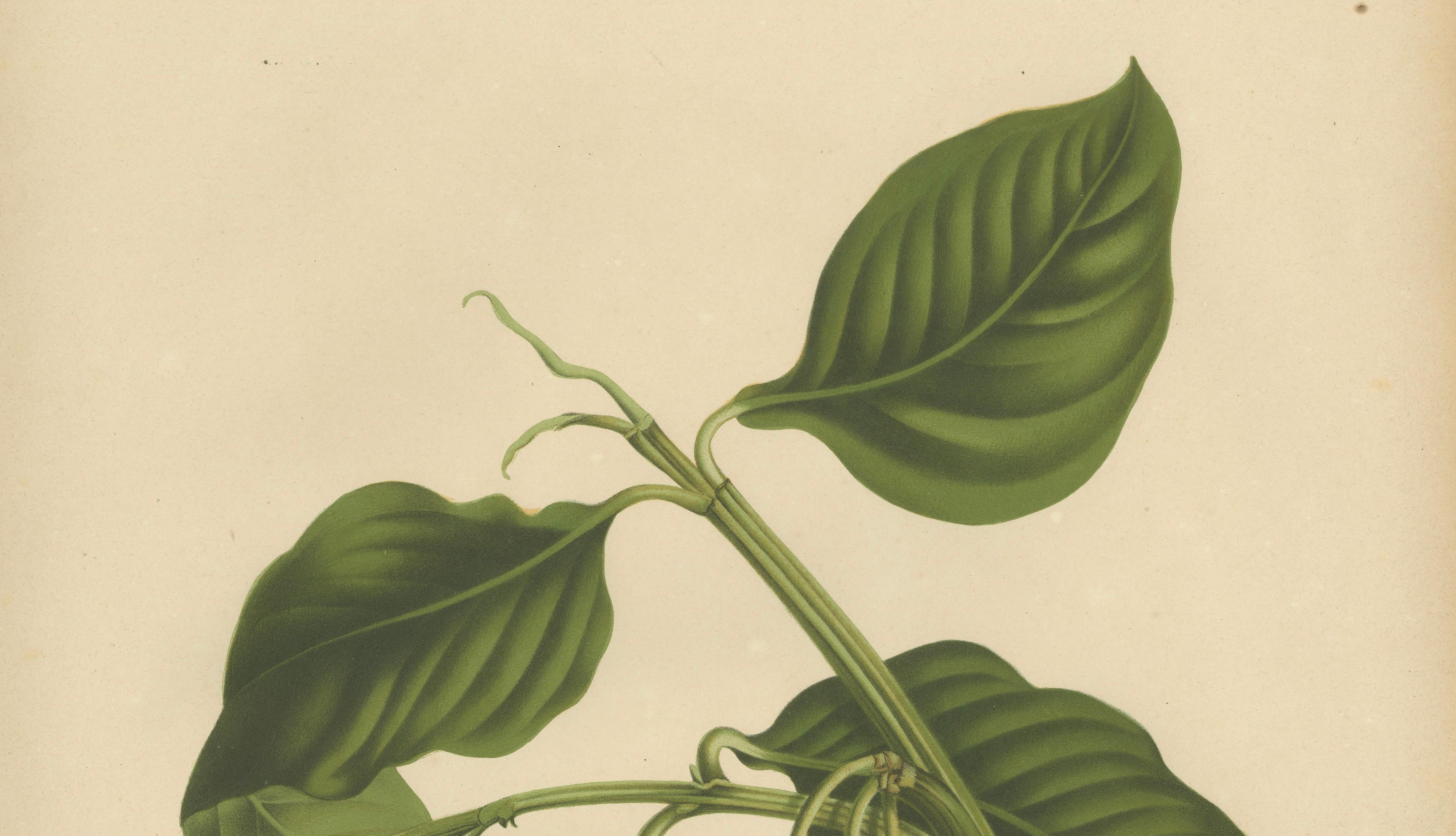 Original Antique Botanical Chromolithograph of False Mangosteen, c.1880