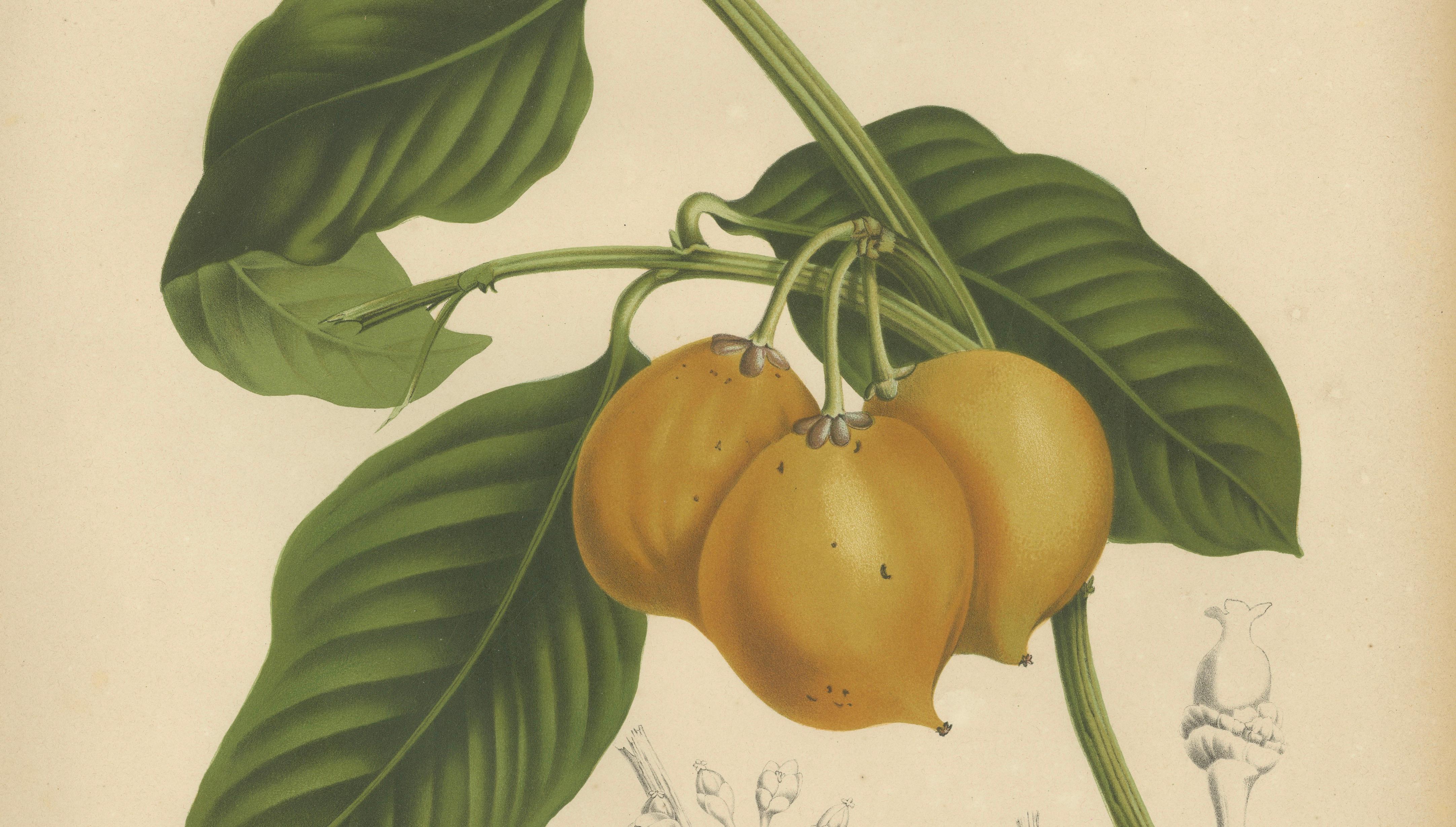 Original Antique Botanical Chromolithograph of False Mangosteen, c.1880