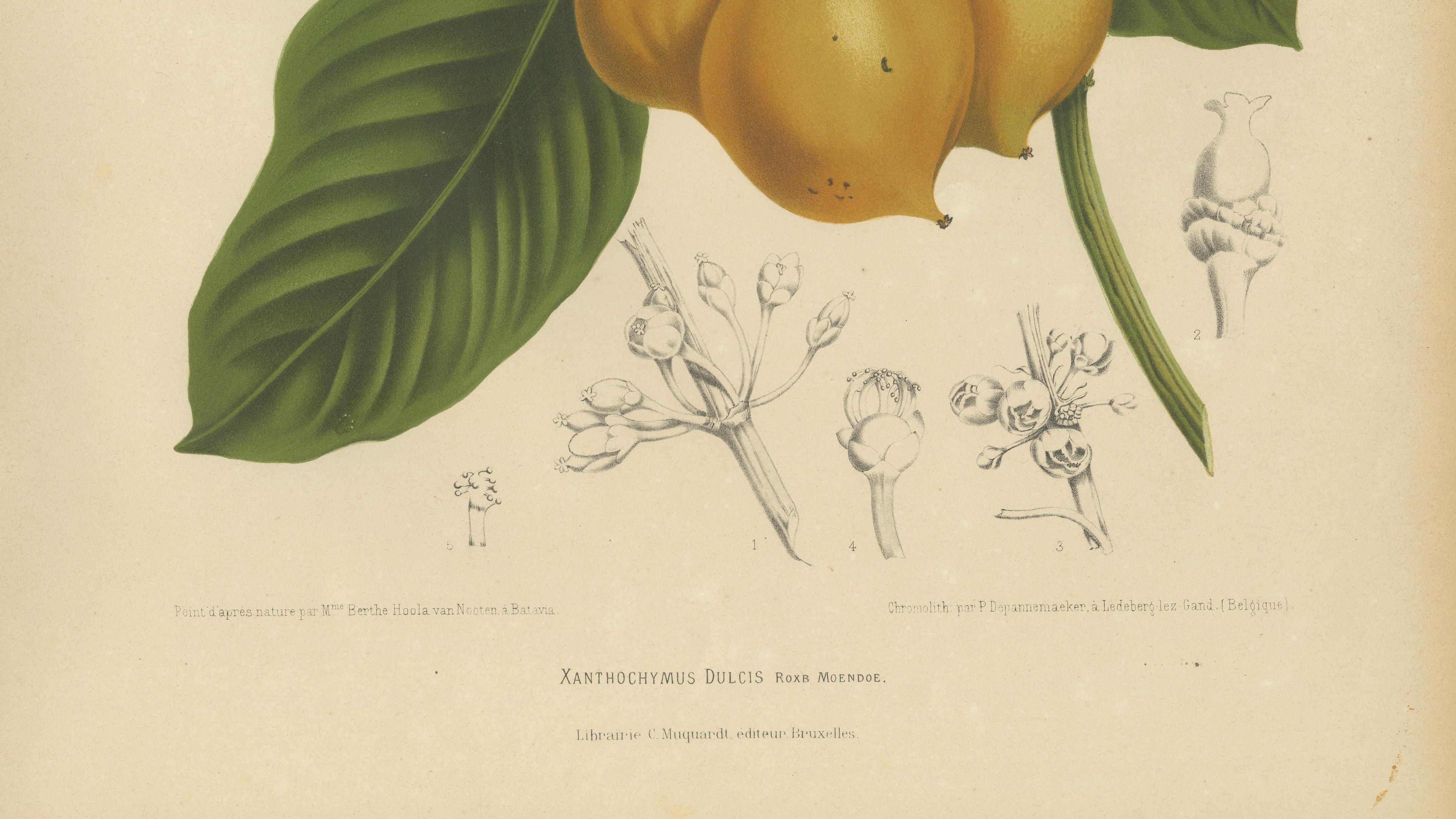 Original Antique Botanical Chromolithograph of False Mangosteen, c.1880