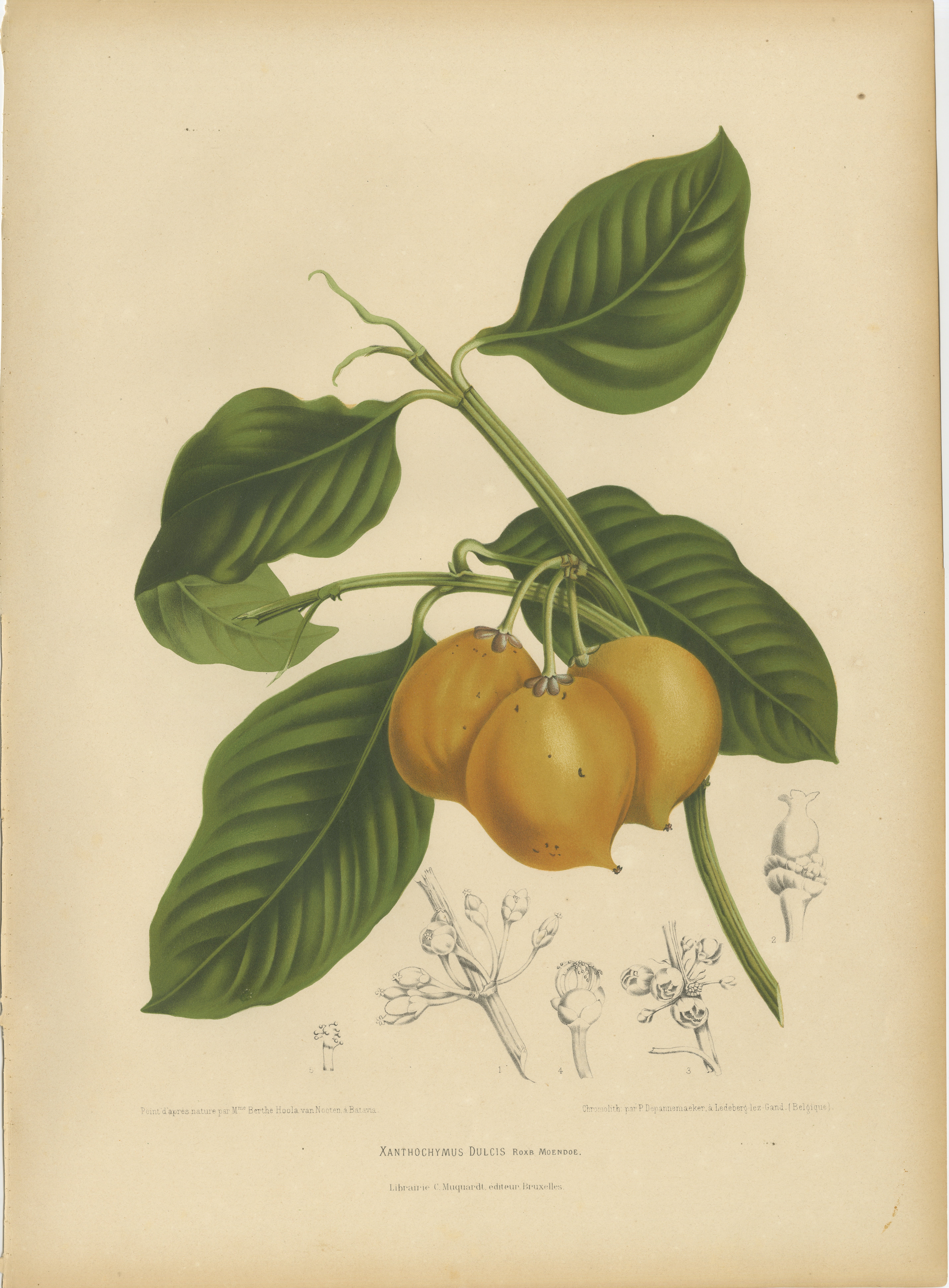 Original Antique Botanical Chromolithograph of False Mangosteen, c.1880