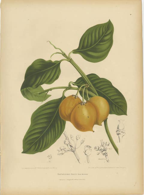Original Antique Botanical Chromolithograph of False Mangosteen, c.1880