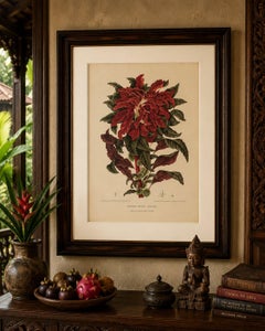 Original Antique Botanical Chromolithograph of Joseph's Coat, ca.1880