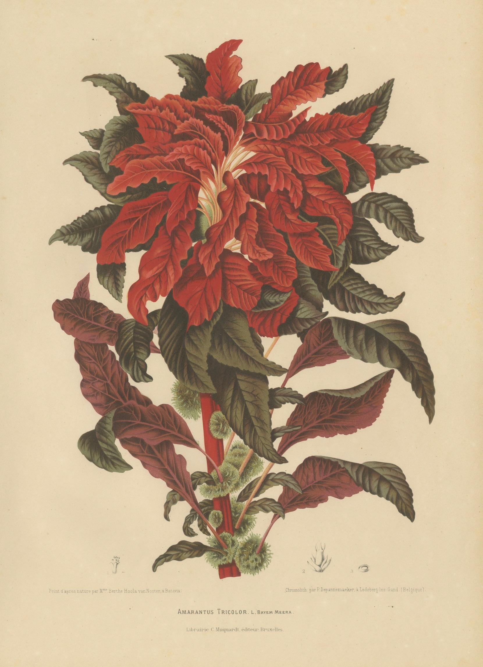 Original Antique Botanical Chromolithograph of Joseph's Coat, ca.1880