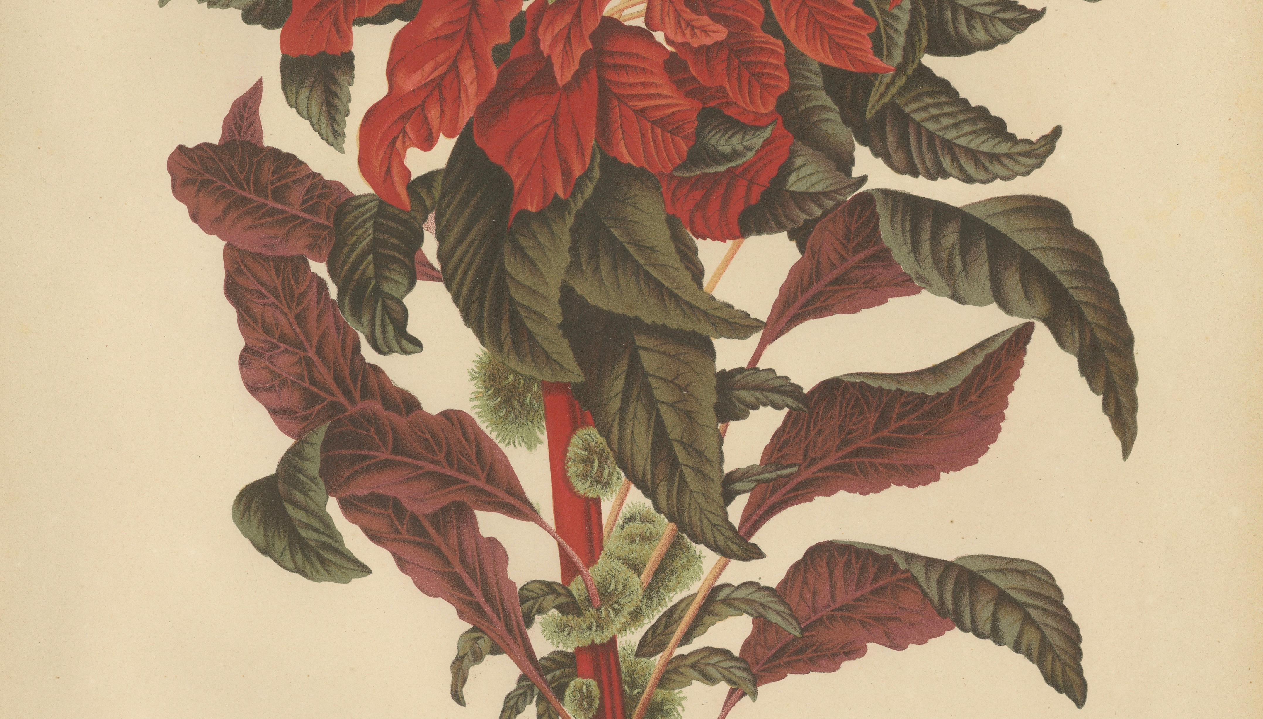 Original Antique Botanical Chromolithograph of Joseph's Coat, ca.1880