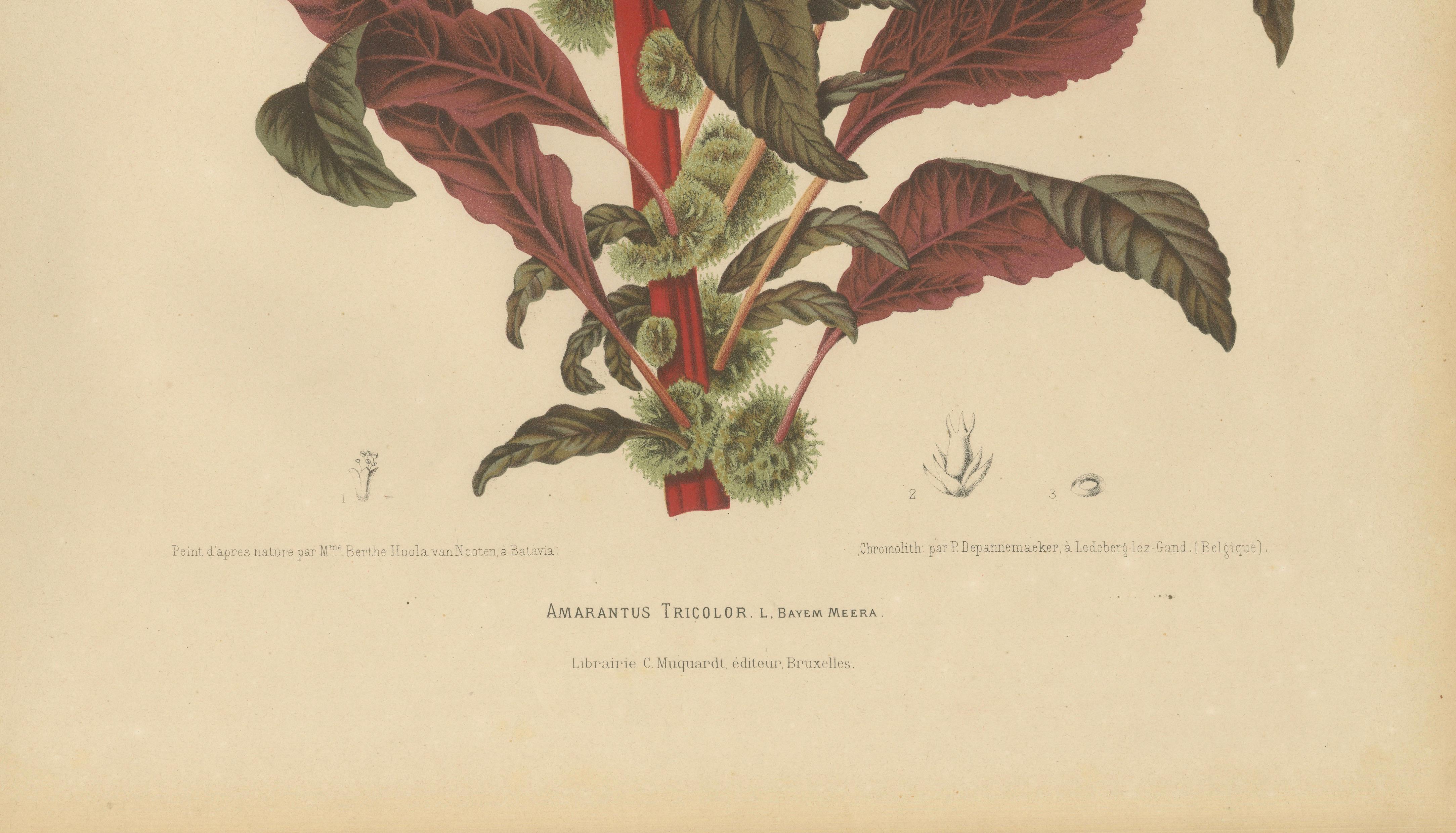 Original Antique Botanical Chromolithograph of Joseph's Coat, ca.1880