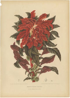 Original Antique Botanical Chromolithograph of Joseph's Coat, ca.1880