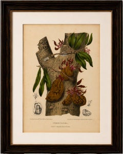Original Antique Botanical Chromolithograph of Namnam Tree, c. 1880