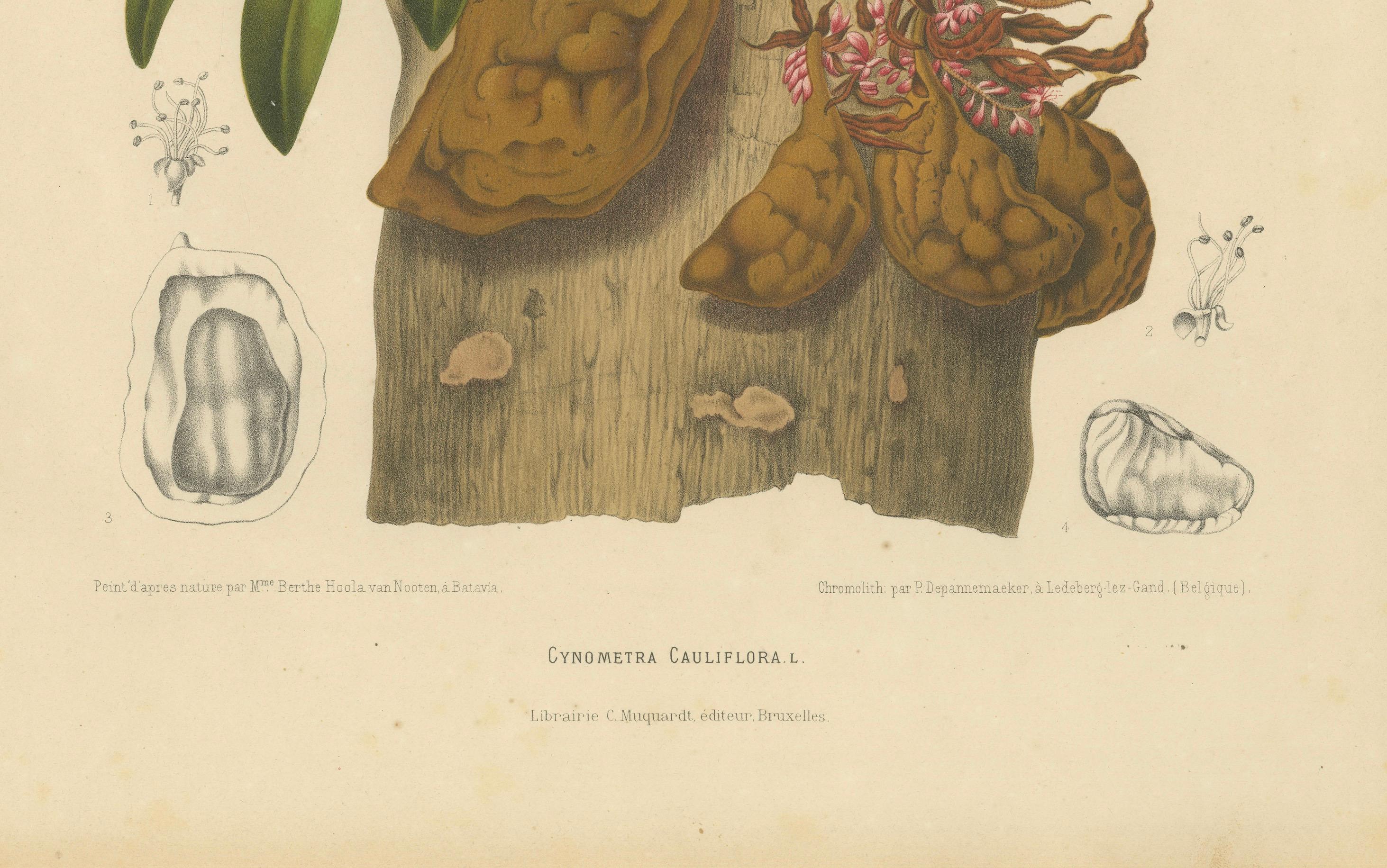 Original Antique Botanical Chromolithograph of Namnam Tree, c. 1880
