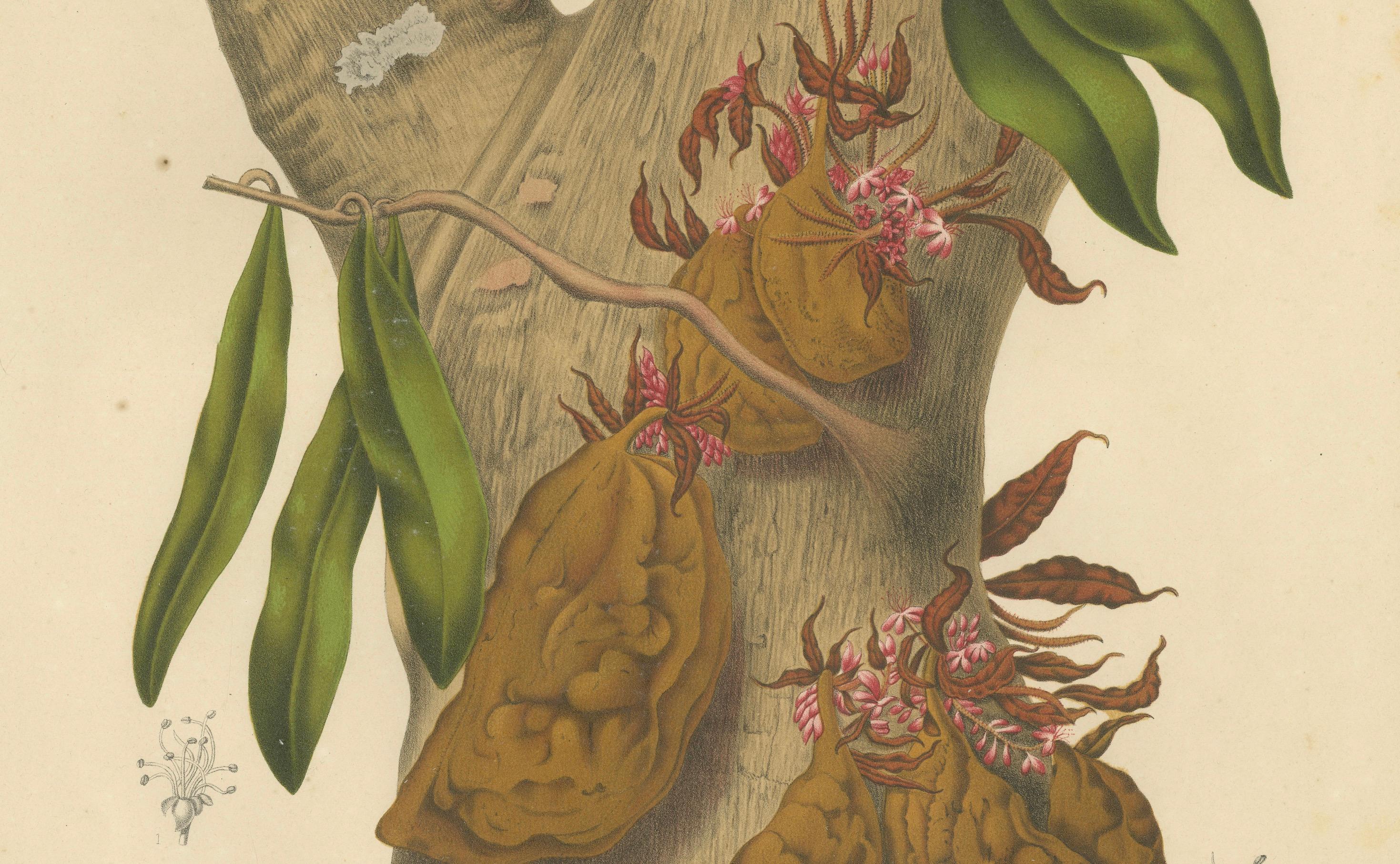 Original Antique Botanical Chromolithograph of Namnam Tree, c. 1880