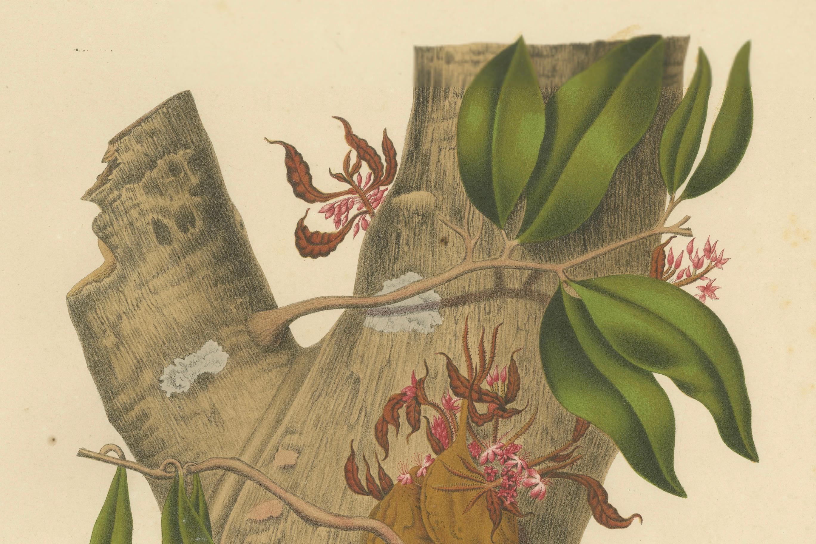 Original Antique Botanical Chromolithograph of Namnam Tree, c. 1880