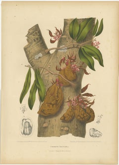 Original Antique Botanical Chromolithograph of Namnam Tree, c. 1880