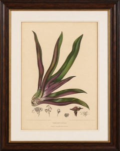 Original Antique Botanical Chromolithograph of Oyster Plant, c.1880