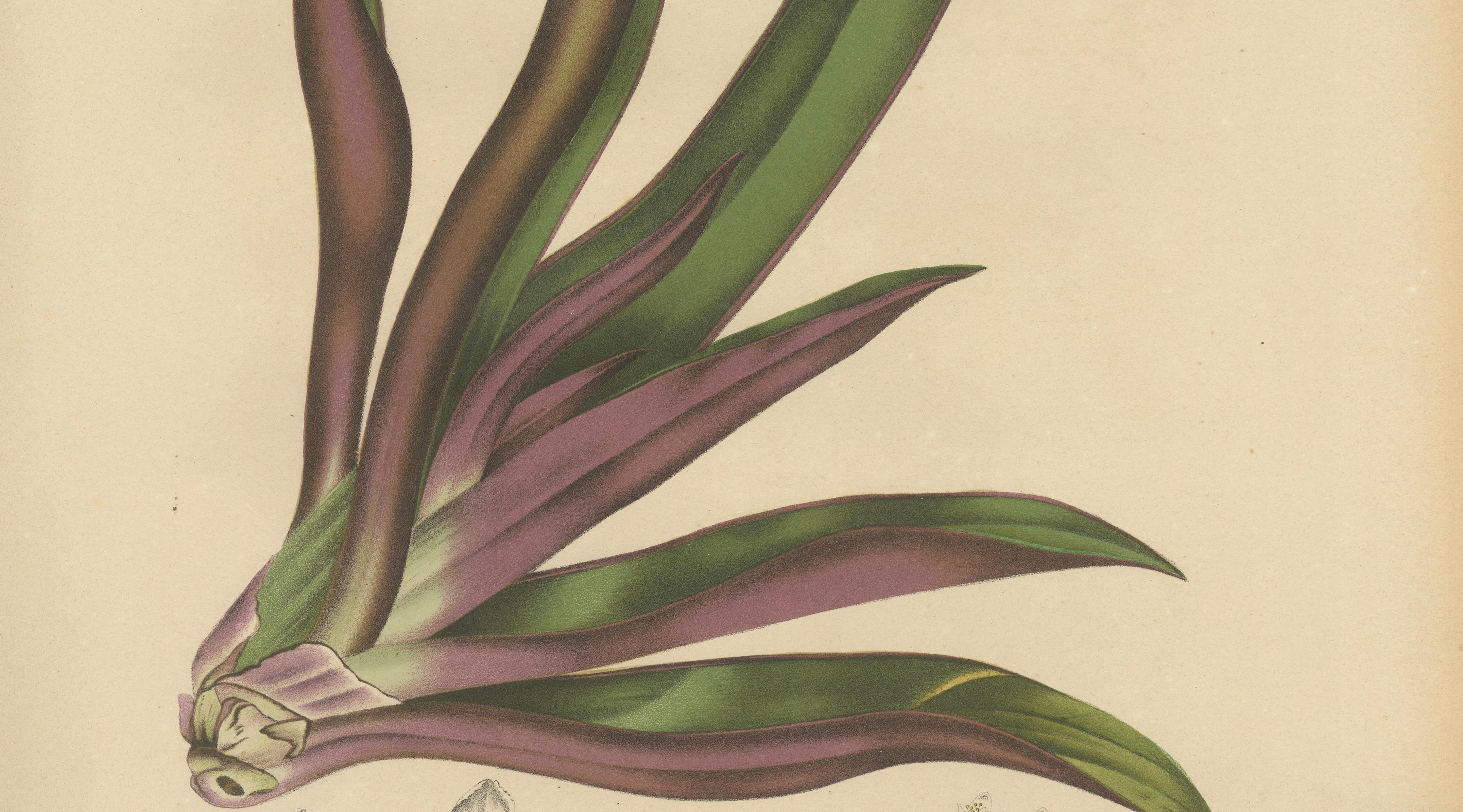 Original Antique Botanical Chromolithograph of Oyster Plant, c.1880