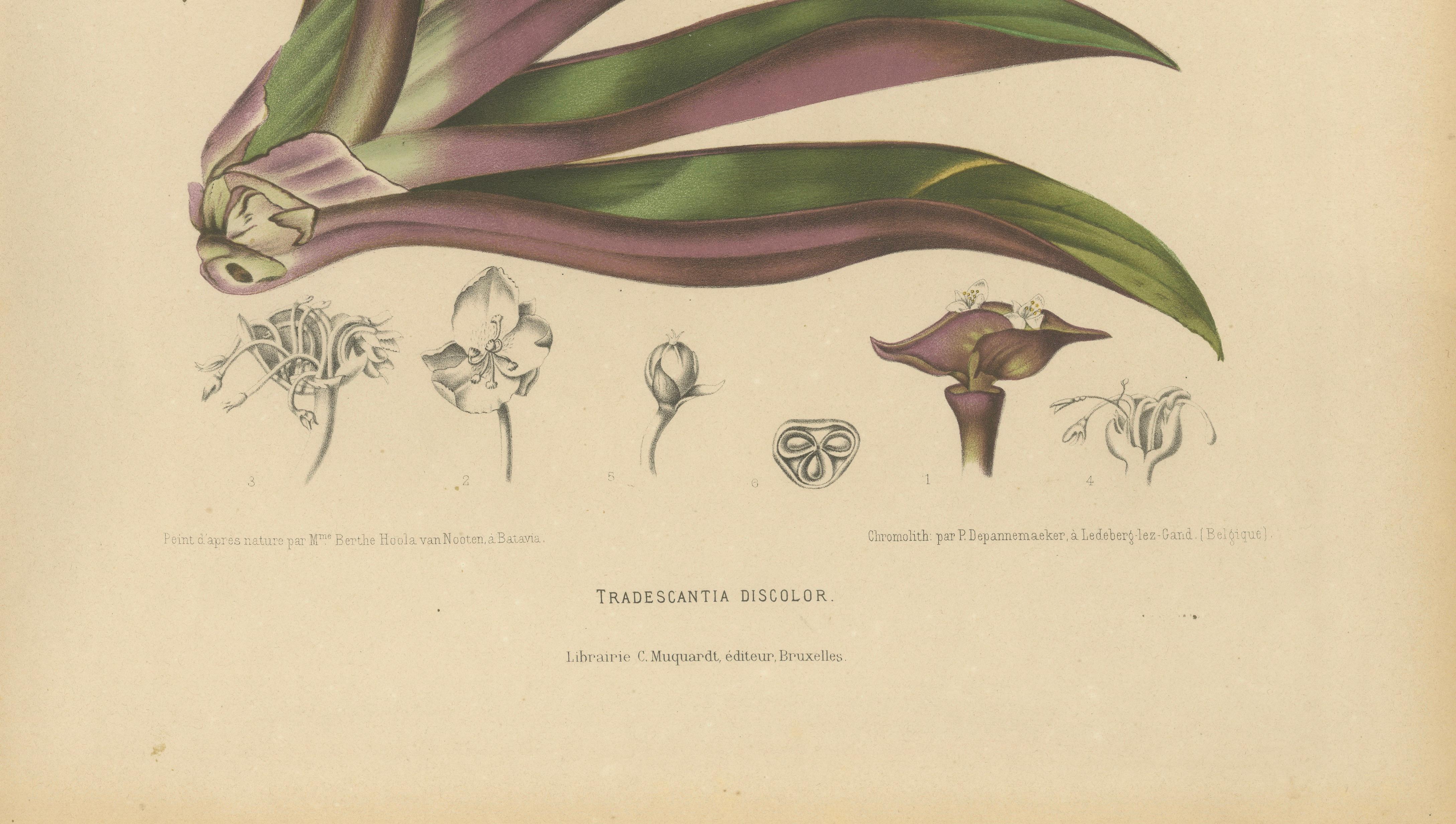 Original Antique Botanical Chromolithograph of Oyster Plant, c.1880