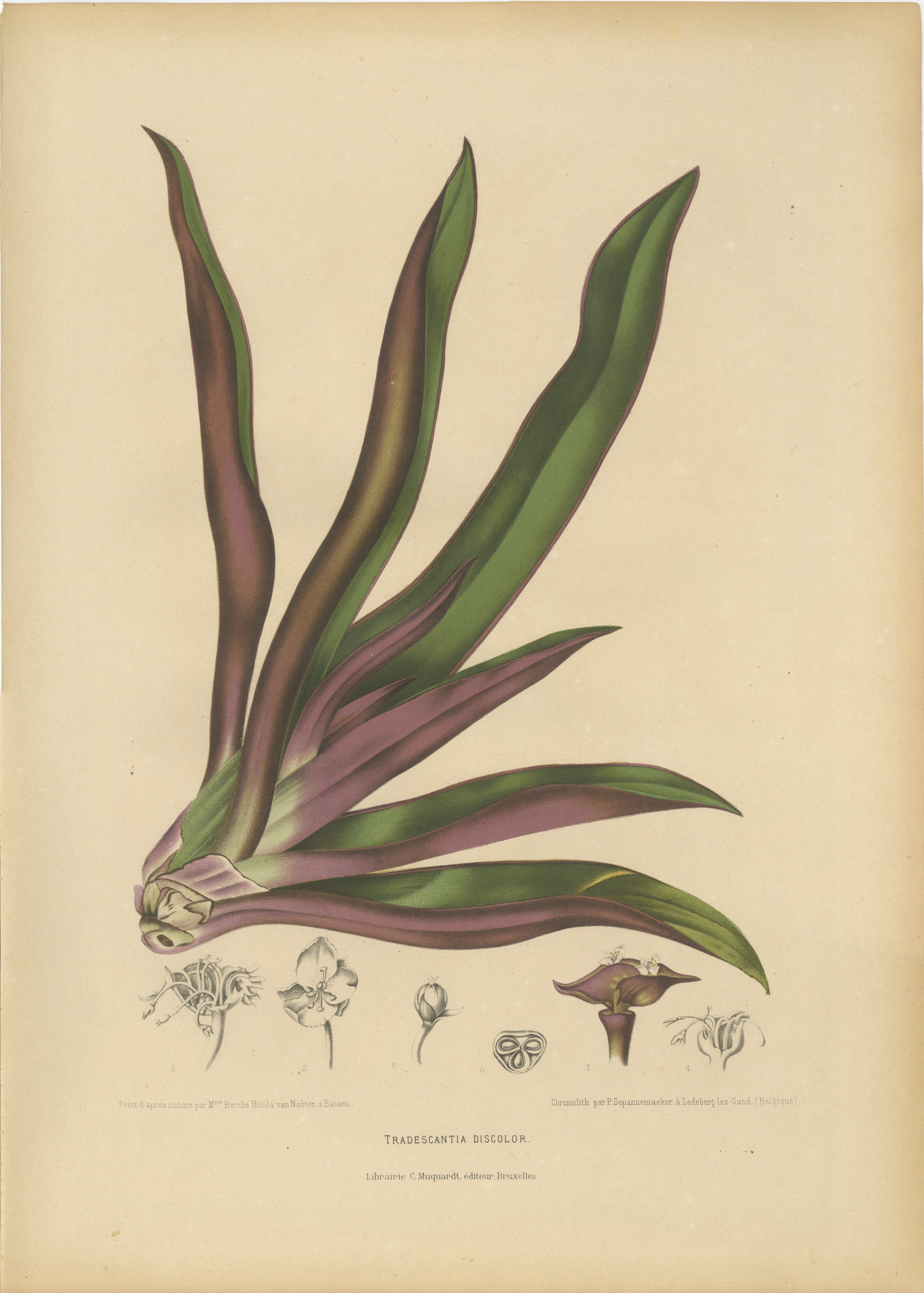 Original Antique Botanical Chromolithograph of Oyster Plant, c.1880