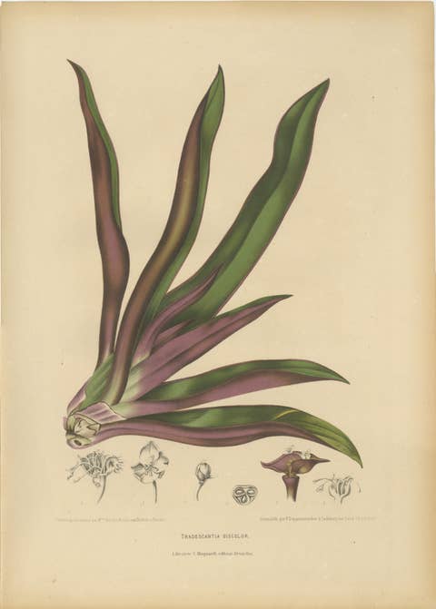 Original Antique Botanical Chromolithograph of Oyster Plant, c.1880